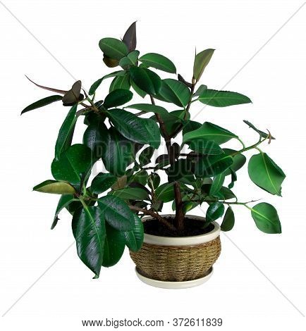 Ficus Elastica In A Pot Isolated On A White Background. House Plant. Rubber Plant. Pot With Ficus