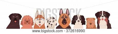 Portrait Group Of Funny Dogs Different Breeds Posing Together Vector Flat Illustration. Cute Colorfu
