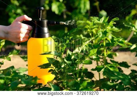 Woman Hand Holding Garden Sprayer Bottle And Spraying A Potato Stalks Against Plant Diseases And Pes