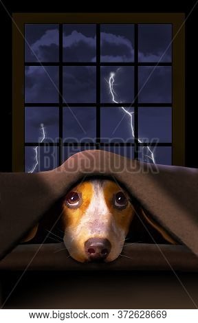 A Cute Little Beagle Dog Hides Under A Blanket As A Thunderstorm Rumbles Outside The Window Behind H