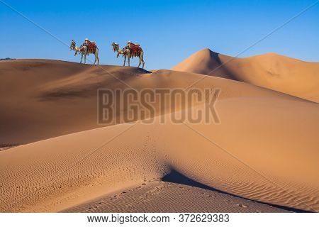 Magnificent two one-humped camel - Dromedar. Magical desert morning. The camel is beautifully decorated for tourists to have fun and take pictures. The concept of active and photo tourism