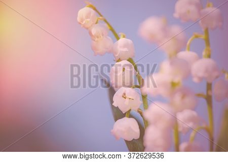 Lily Of The Valley. Toned Spring Flower Background. Copy Space For Text On Spring Flower Background.