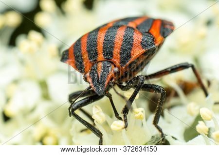 Scutellaria Linear Or Graphosome Striped, Graphosoma Lineatum, A Species Of Bugs From The Pentatomid