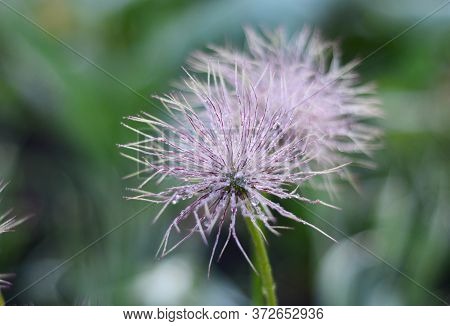 A Close-up On A Beautiful Wild Pulsatilla Patens, Eastern Pasque Flower, Anemone Multifida, Cutleaf 