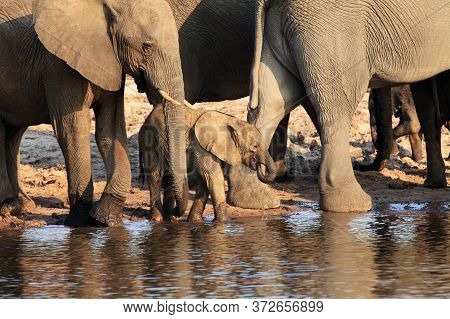 The African Bush Elephant (loxodonta Africana) A Herd Of Elephants With Baby Drinks From The Waterho