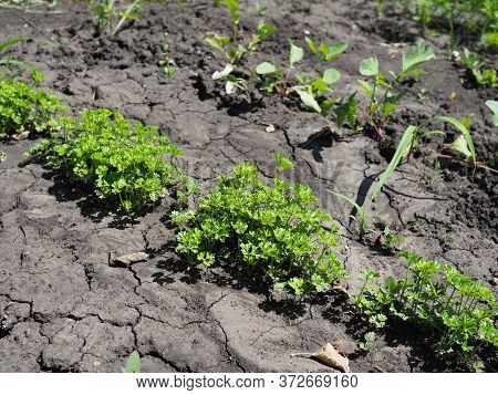 Parsley On Bed In Vegetable Garden. Teleobjective Shot With Shalow Dof.