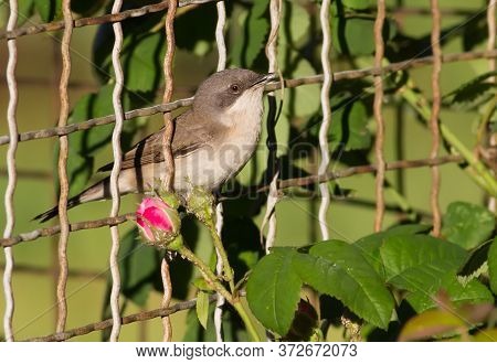 Lesser Whitethroat, Sylvia Curruca. Bird Sings While Sitting On The Fence In The Garden