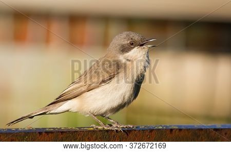 Lesser Whitethroat, Sylvia Curruca. Bird Sings While Sitting On The Fence In The Garden