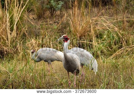 Sarus Crane Or Grus Antigone Family In Green Background Grazing In Grassland Of Keoladeo National Pa