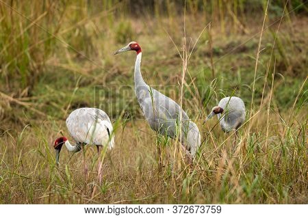 Sarus Crane Or Grus Antigone Family In Green Background Grazing In Grassland Of Keoladeo National Pa