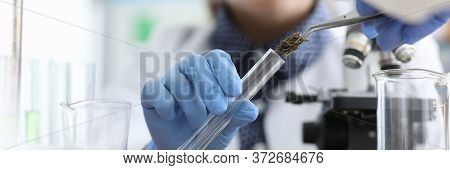 Chemist In Laboratory Examines Marijuana Extract. Creation Drugs Based On Marijuana. Scientific Rese