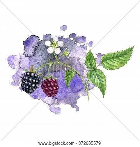 Watercolor Drawing Branch Of Blackberry With Flower, Leaf And Berries At Violet Watercolor Backgroun