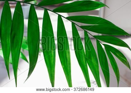 Green Tropical Leaves White Marble Pattern Texture Abstract Backgroundbackground.palm In Pastel Blue