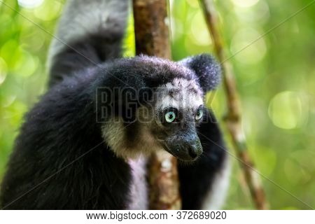 One Indri Lemur On The Tree Watches The Visitors To The Park
