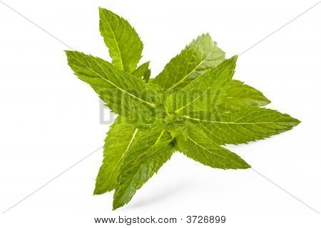 Menthe fraîche