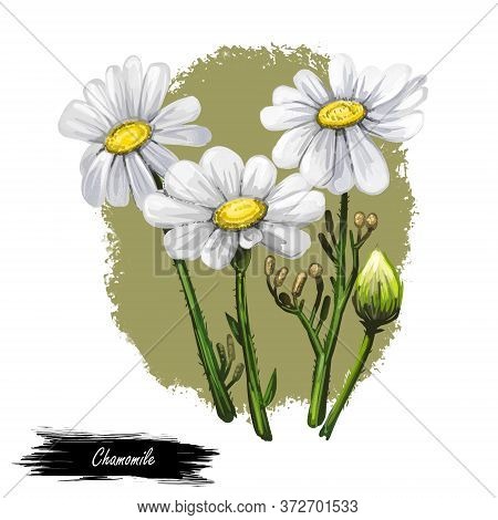 Chamomile Or Camomile Daisy-like Plant Of Family Asteraceae Digital Art Illustration. Blooming Flowe