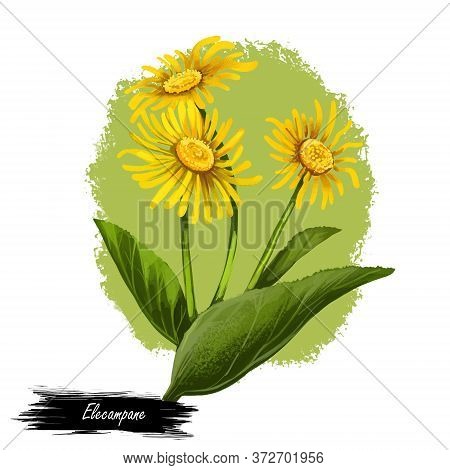 Elecampane Isolated Digital Art Illustration. Inula Helenium, Horse-heal Elfdock, Widespread Plant S