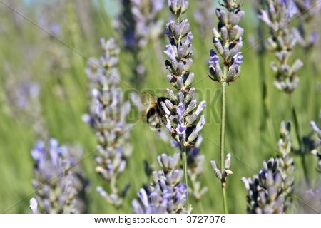 Bee In Bariloche