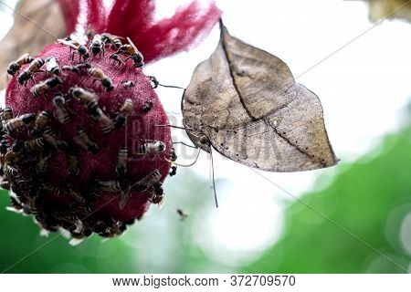 Kallima Inachus, Or Dead Leaf Is The Butterfly Wings Are Shaped Like A Leaf