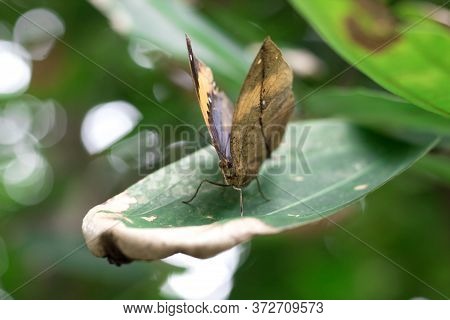 Kallima Inachus, Or Dead Leaf Is The Butterfly Wings Are Shaped Like A Leaf