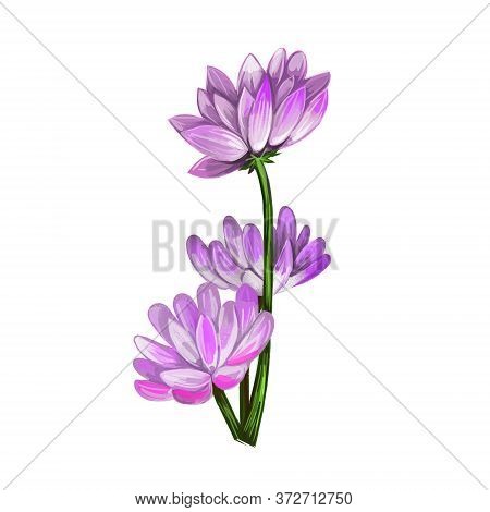Milkvetch Isolated Digital Art Illustration. Astragalus Herb, Legume Fabaceae. Milkvetch Purple Flow