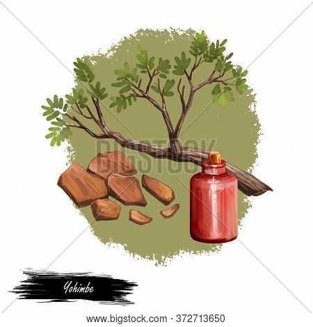 Yohimbe Isolated Digital Art Illustration. Pausinystalia Bottle, Branch Dry Bark. Extracts Yohimbe U