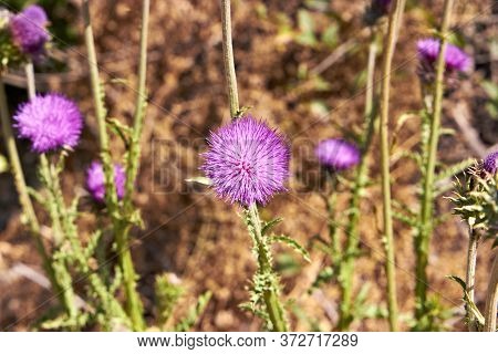 Thistle Flower Blooming In The Field Summer Spring