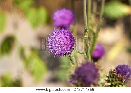 Thistle Flower Blooming In The Field Summer Spring