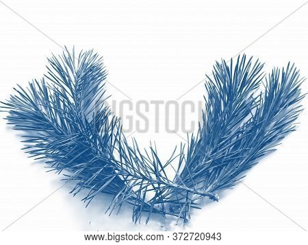 Part Of The Pine Branch. Isolated On White Background. Phantom Blue