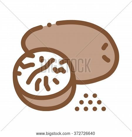 Nutmeg Nut Icon Vector. Nutmeg Nut Sign. Color Symbol Illustration