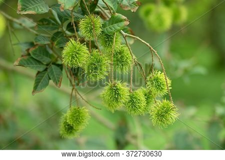 Green Rambutan Is A Berry And Cannot Be Harvested. When It's Time To Harvest, The Rambutan Becomes B