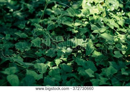 Small Green Leaves Are Growing. After The Rain, Water Droplets On The Leaves Make It Natural Sunshin