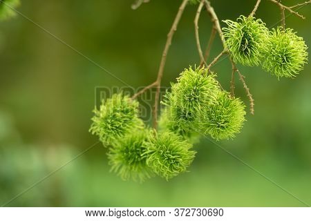 Green Rambutan Is A Berry And Cannot Be Harvested. When It's Time To Harvest, The Rambutan Becomes B