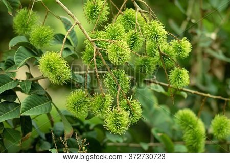 Green Rambutan Is A Berry And Cannot Be Harvested. When It's Time To Harvest, The Rambutan Becomes B
