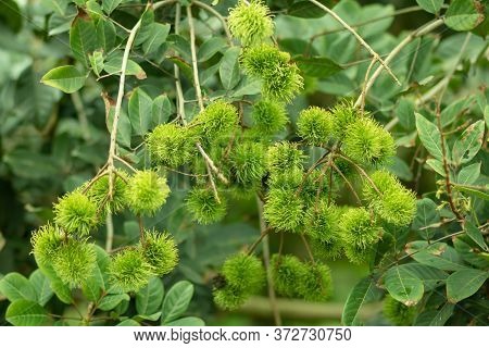 Green Rambutan Is A Berry And Cannot Be Harvested. When It's Time To Harvest, The Rambutan Becomes B