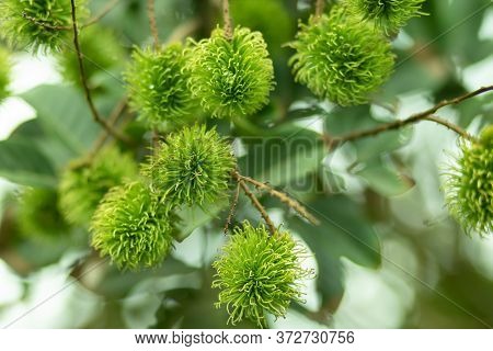 Green Rambutan Is A Berry And Cannot Be Harvested. When It's Time To Harvest, The Rambutan Becomes B