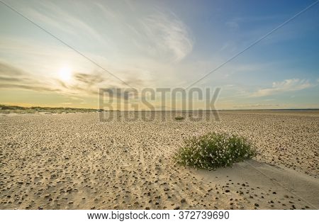 Large Beach With Pebble Stones And Sea Thrift Flowers In Soft Sunrise Sunset Light. Skagen Nordstran