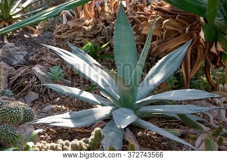 Large Rosette Of Aloe Vera. Succulent Plant Growing Among Stones And Small Cactuses. Exotic Plants I