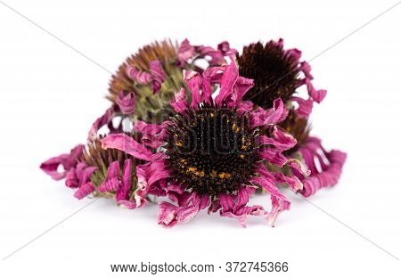Dried Echinacea Flowers, Isolated On White Background. Petals Of Echinacea Purpurea. Medicinal Herbs