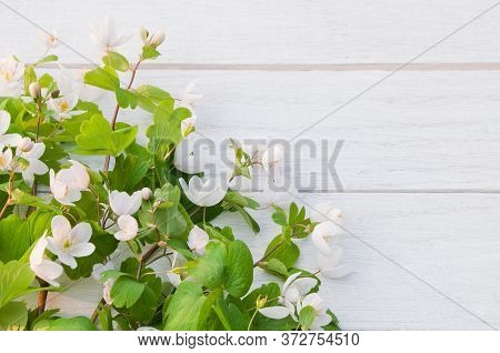 Beautiful White Forest Flowers (isopyrum Thalictroides) On A White Wooden Table
