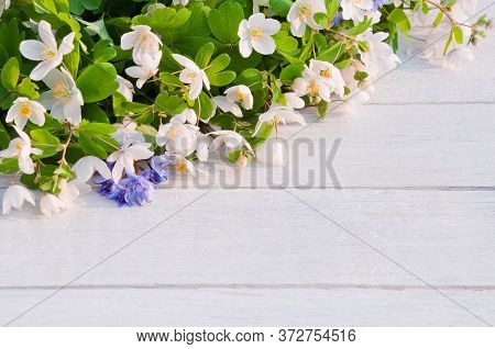 Beautiful White Forest Flowers (isopyrum Thalictroides) On A White Wooden Table