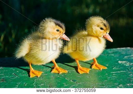 Two Cute Little Yellow With A Black Spot Duckling