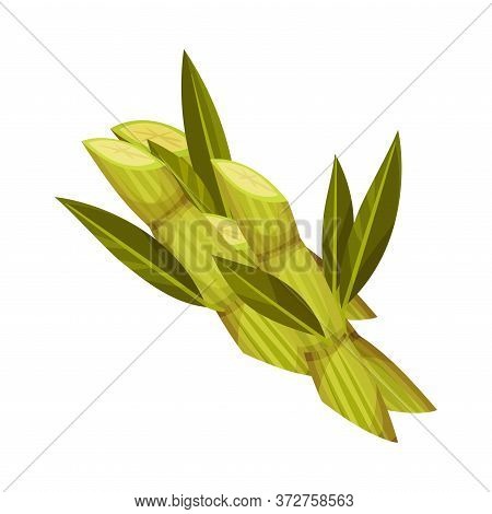 Sugarcane As Agricultural Crop For Extraction To Make Refined Sugar Vector Illustration