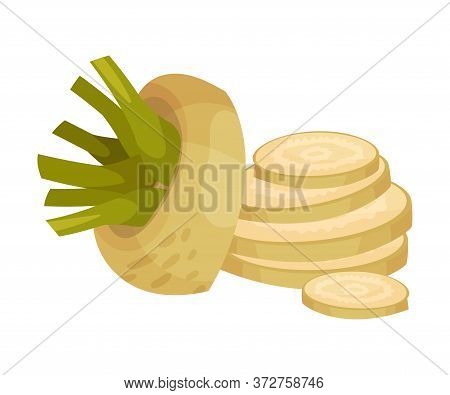 Sliced Sugar Beet As Agricultural Crop For Extraction To Make Refined Sugar Vector Illustration