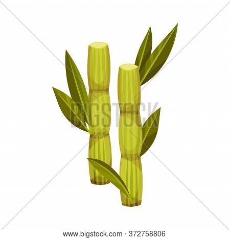 Sugarcane As Agricultural Crop For Extraction To Make Refined Sugar Vector Illustration