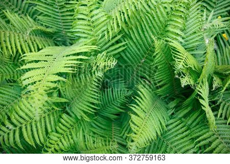 Fern Leaves. Solid Background Of Green Fern. Texture Of Tropical Plants. Nature Concept. Fern Leaf I