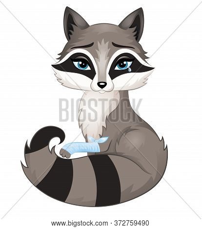 Poor Racoon Is Injured. It Is Crying And Showing Injured Paw.