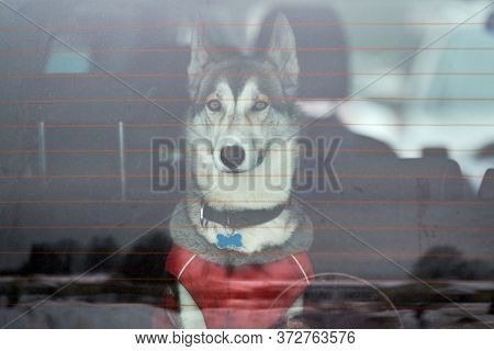 Husky Sled Dog In Car, Travel Pet. Dog Locked Inside Car, Looking Out Car Window And Waiting For Wal