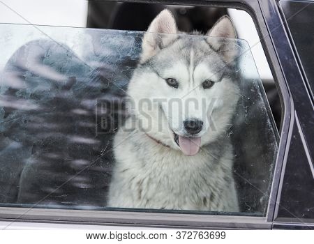 Husky Sled Dog In Car, Travel Pet. Dog Locked Inside Car, Looking Out Car Window And Waiting For Wal