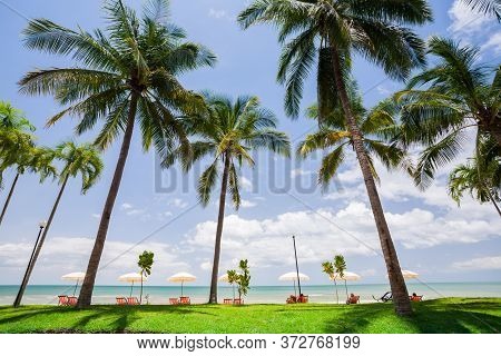 Coconut Tree With Sky At Beach  In Tropicana Location At Sout Of Thailand